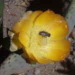 New York gets Sweet on Bees